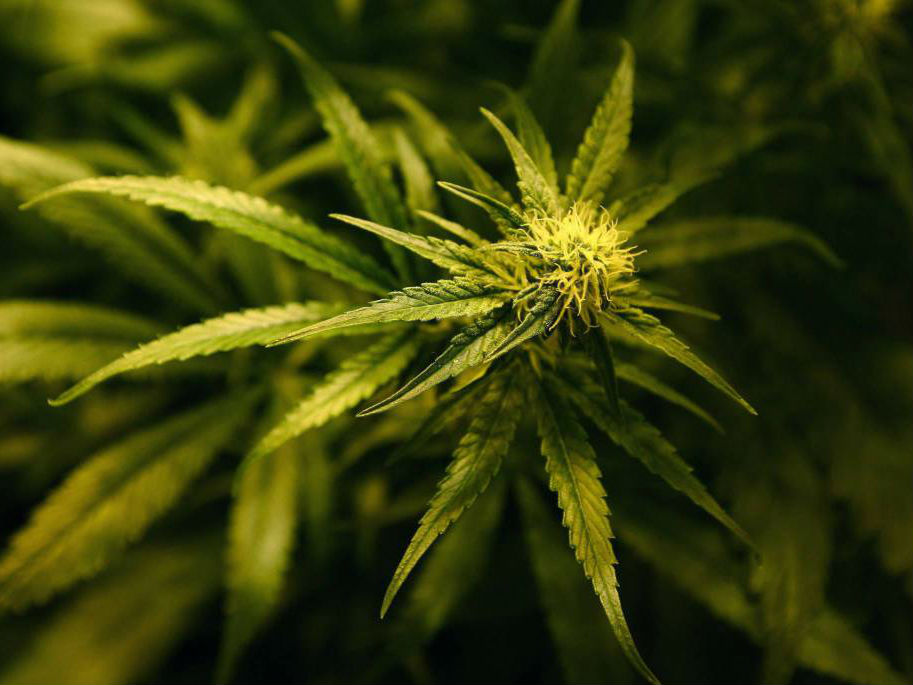 Легализация марихуаны в барселоне гаи за коноплю